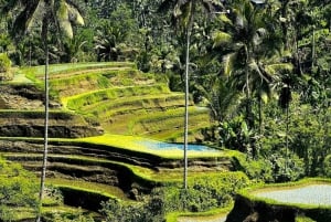 Tour delle cascate, della terrazza di riso e dell'altalena nella giungla di Ubud