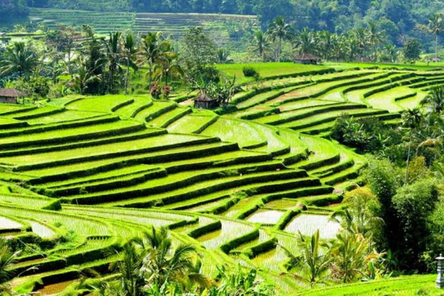Ubud: Waterfalls,Rice Terrace & Monkey Forest Private Tours