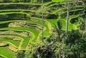 Ubud Waterfalls ,Tirta Mpul Temple ,With Rice Terrace Tour
