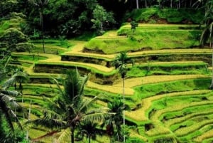 Ubud: Watervallen, Watertempel & Rijstterrassen privétour