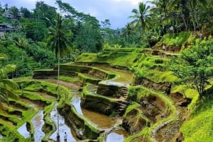 Ubud: Watervallen, Watertempel & Rijstterrassen privétour