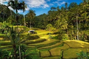 Ubud: Watervallen, Watertempel & Rijstterrassen privétour