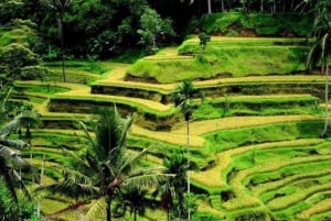 Ubud: Watervallen, Watertempel & Rijstterrassen privétour