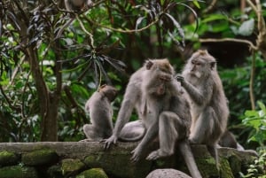 Ubud: Private Tour of Temples, Waterfalls & Rice Terraces