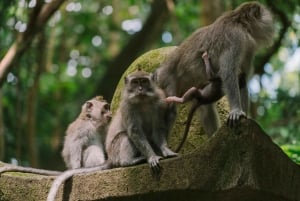 Ubud: Private Tour of Temples, Waterfalls & Rice Terraces