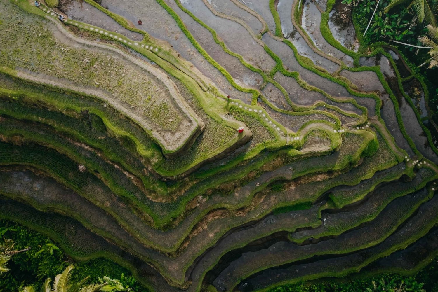 Wanderlust fødselsdagsfoto og -video med drone og redigering