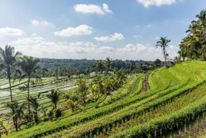 West Bali: Jatiluwih Rice Terrace and Tanah Lot Sunset Tour