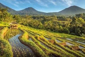 West Bali: Jatiluwih Rice Terrace and Tanah Lot Sunset Tour