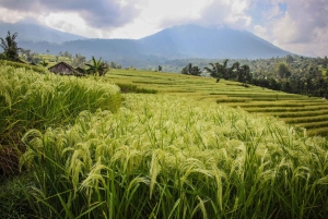 West Bali: Jatiluwih Rice Terrace and Tanah Lot Sunset Tour