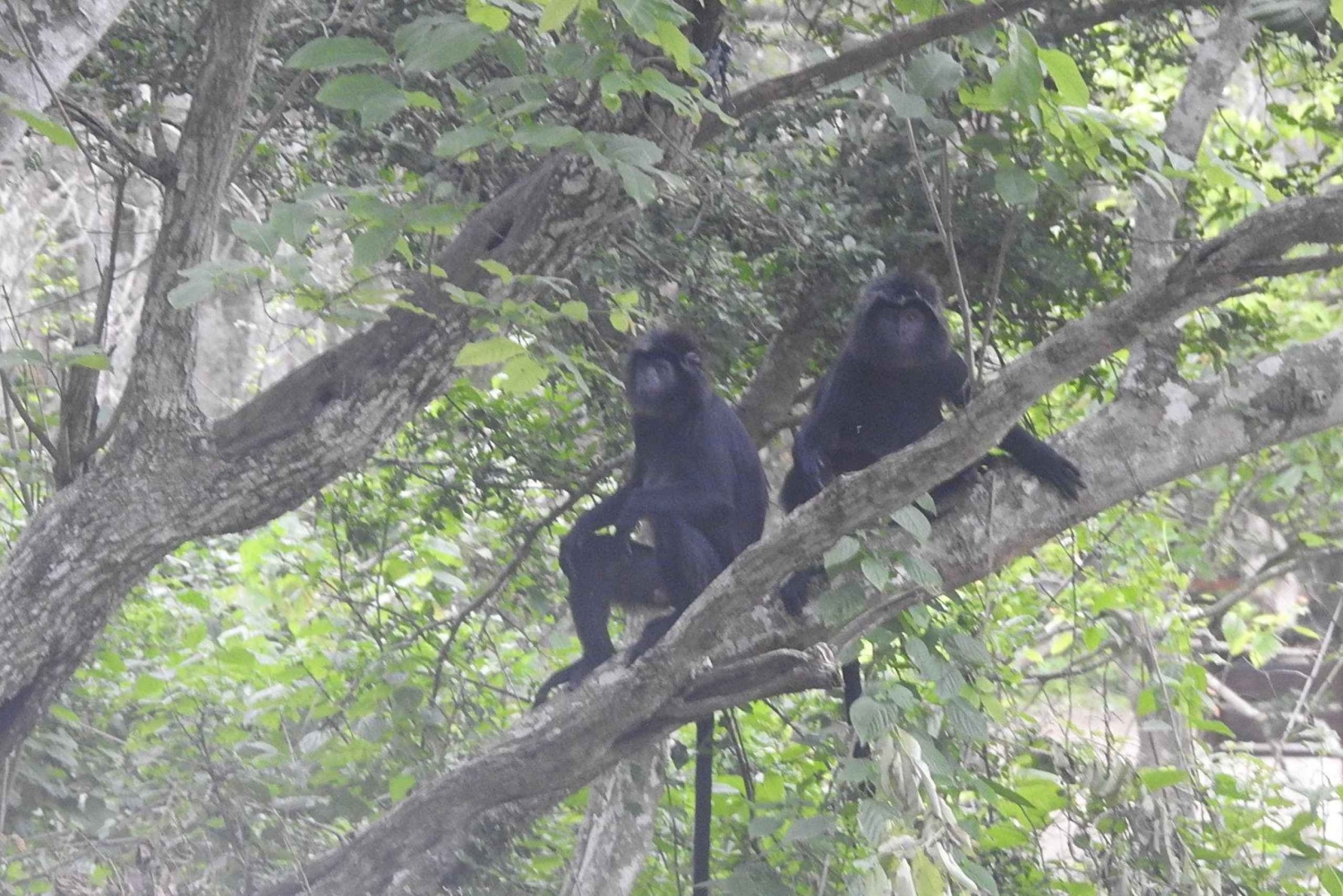 West Bali: Jungle Trekking in Bali Barat National Park