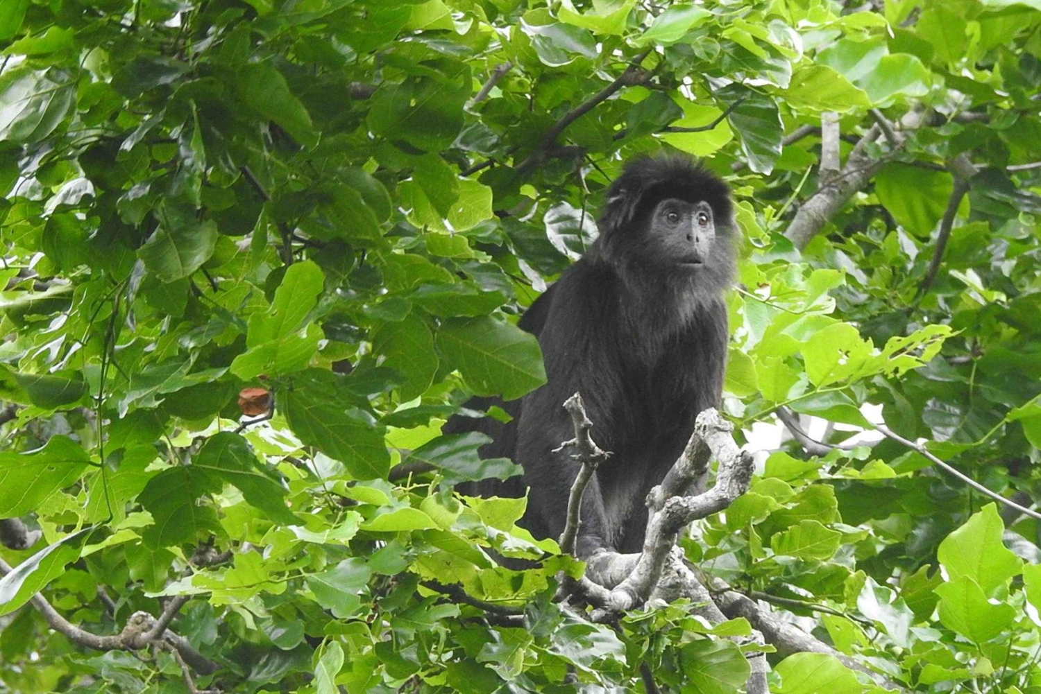 West Bali: Jungle Trekking in Bali Barat National Park