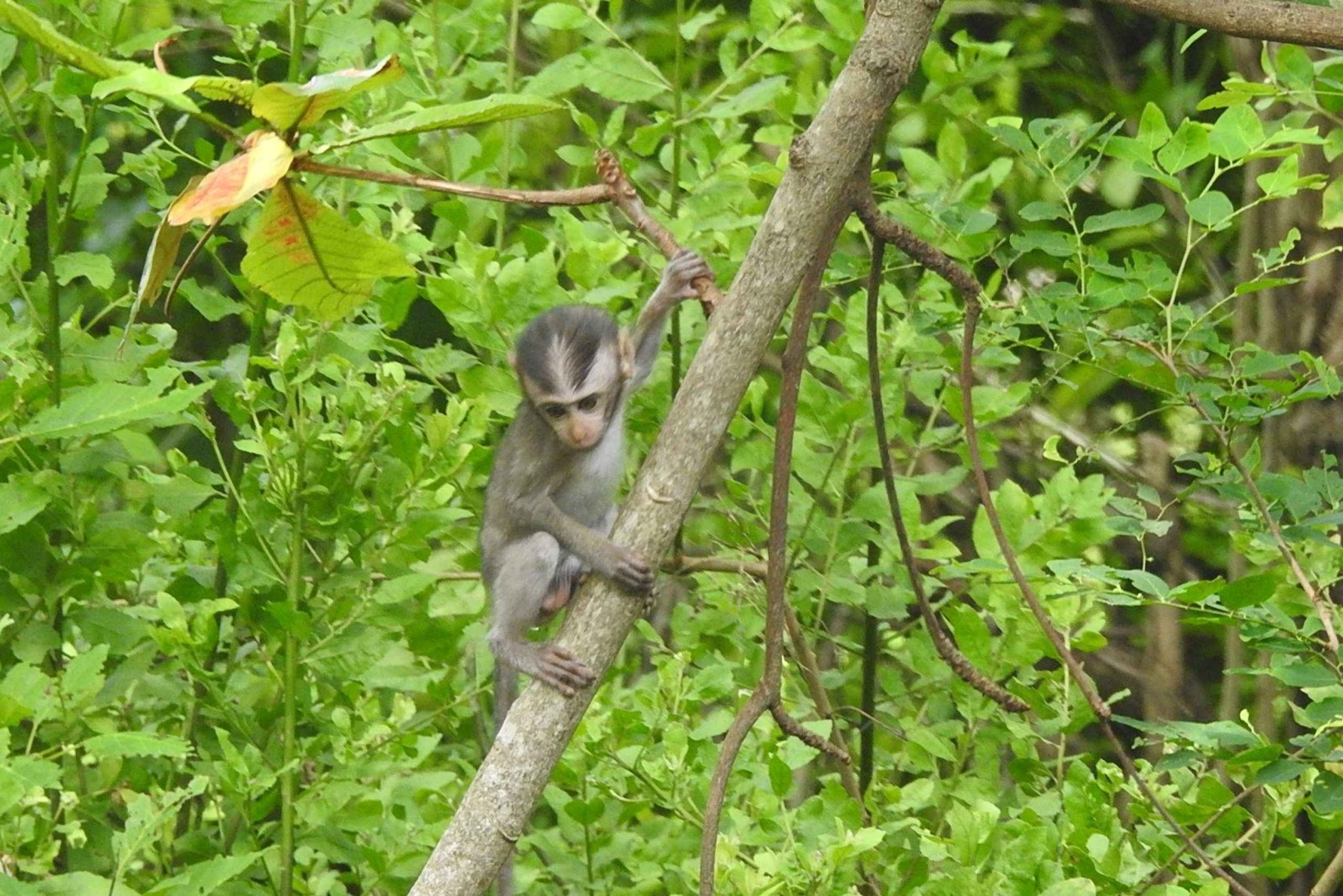 West Bali: Jungle Trekking in Bali Barat National Park