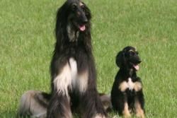 Veterinary Clinics in Bali