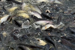 1 Hr Tour Privado en Barco por los Canales de Bangkok: Barco Tradicional