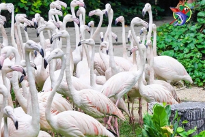 Bangkok & Safari World, Hotel and Private Transfer