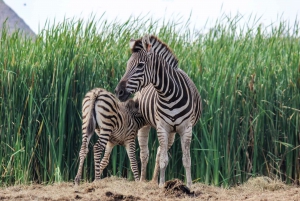 Bangkok & Safari World, Hotel and Private Transfer