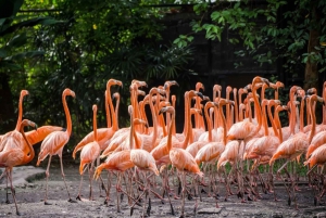 Bangkok & Safari World, Hotel and Private Transfer