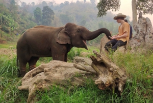 3 experiences: Doi Suthep temple, Sticky falls & Elephants.