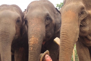 3 experiences: Doi Suthep temple, Sticky falls & Elephants.