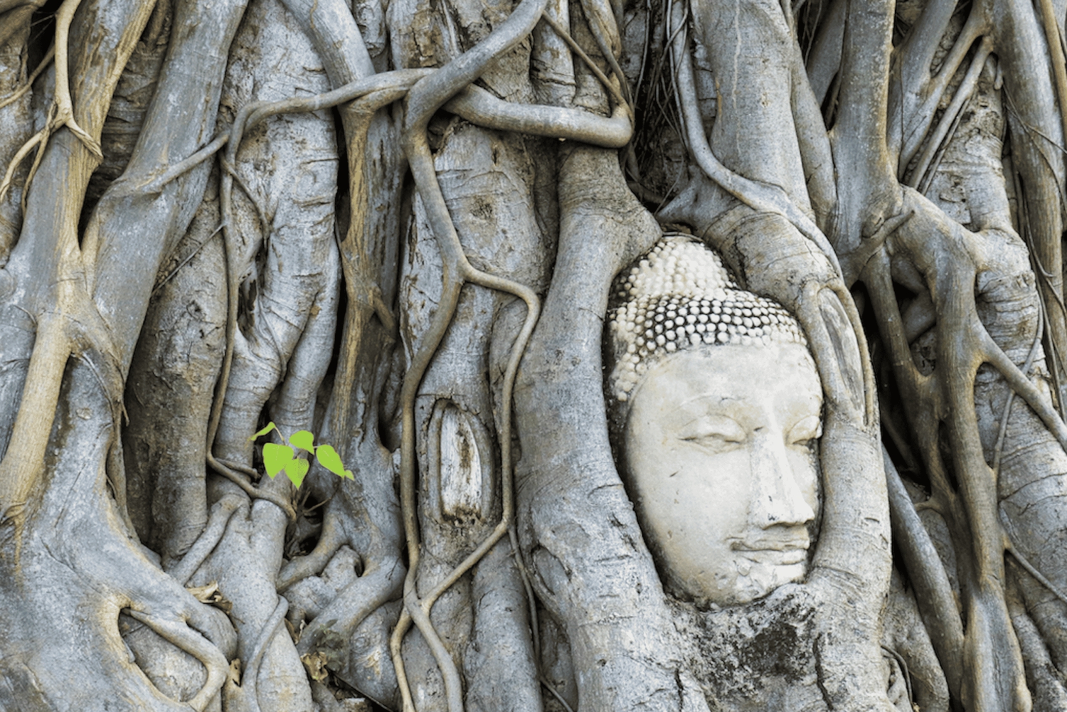 Ayutthaya één dag: Beroemde tempels & Bang Pa-In Paleis Tour