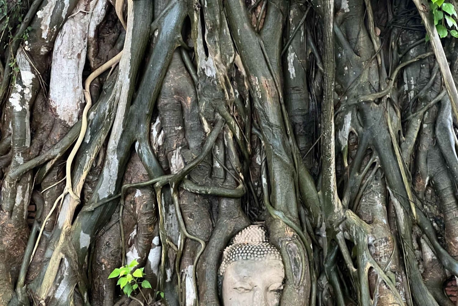 Ayutthayas skjulte perler med bil og lokal guide (lille gruppe)