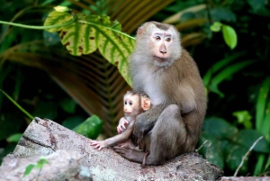 Retour à la nature Trekking et randonnée dans le parc national de Khao Yai