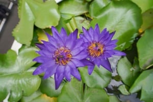 Bangkok: wycieczka po wiosce nad kanałem łodzią EV i lunch