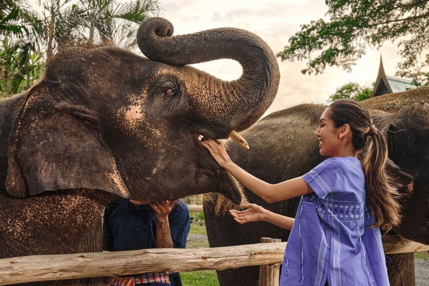 Najważniejsze atrakcje Bangkoku: etyczna opieka nad słoniami i lunch w formie bufetu