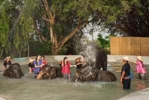 Najważniejsze atrakcje Bangkoku: etyczna opieka nad słoniami i lunch w formie bufetu
