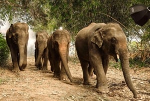 Najważniejsze atrakcje Bangkoku: etyczna opieka nad słoniami i lunch w formie bufetu