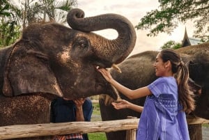 Najważniejsze atrakcje Bangkoku: etyczna opieka nad słoniami i lunch w formie bufetu