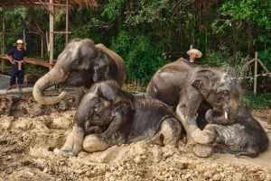 Najważniejsze atrakcje Bangkoku: etyczna opieka nad słoniami i lunch w formie bufetu