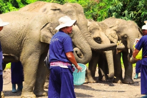 Najważniejsze atrakcje Bangkoku: etyczna opieka nad słoniami i lunch w formie bufetu