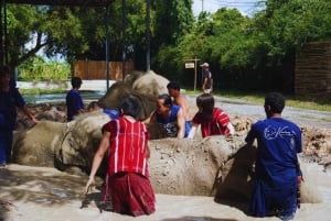 Najważniejsze atrakcje Bangkoku: etyczna opieka nad słoniami i lunch w formie bufetu