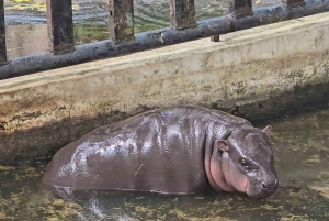 Bangkok: Elephant Sanctuary &Khao Kheow Open Zoo (Moodeng)