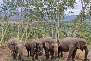 Bangkok: Elephant Sanctuary &Khao Kheow Open Zoo (Moodeng)