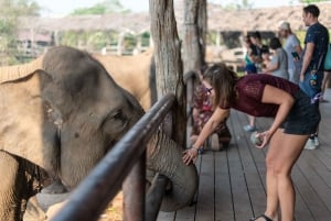 Visita al Santuario de Elefantes y a la Cascada de Erawan