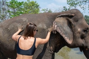 Bangkok : Sanctuaire des éléphants et chute d'eau d'Erawan
