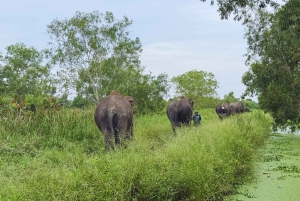 Banguecoque: visita guiada ao santuário de elefantes com transporte do hotel