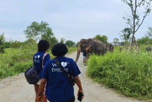 Banguecoque: visita guiada ao santuário de elefantes com transporte do hotel