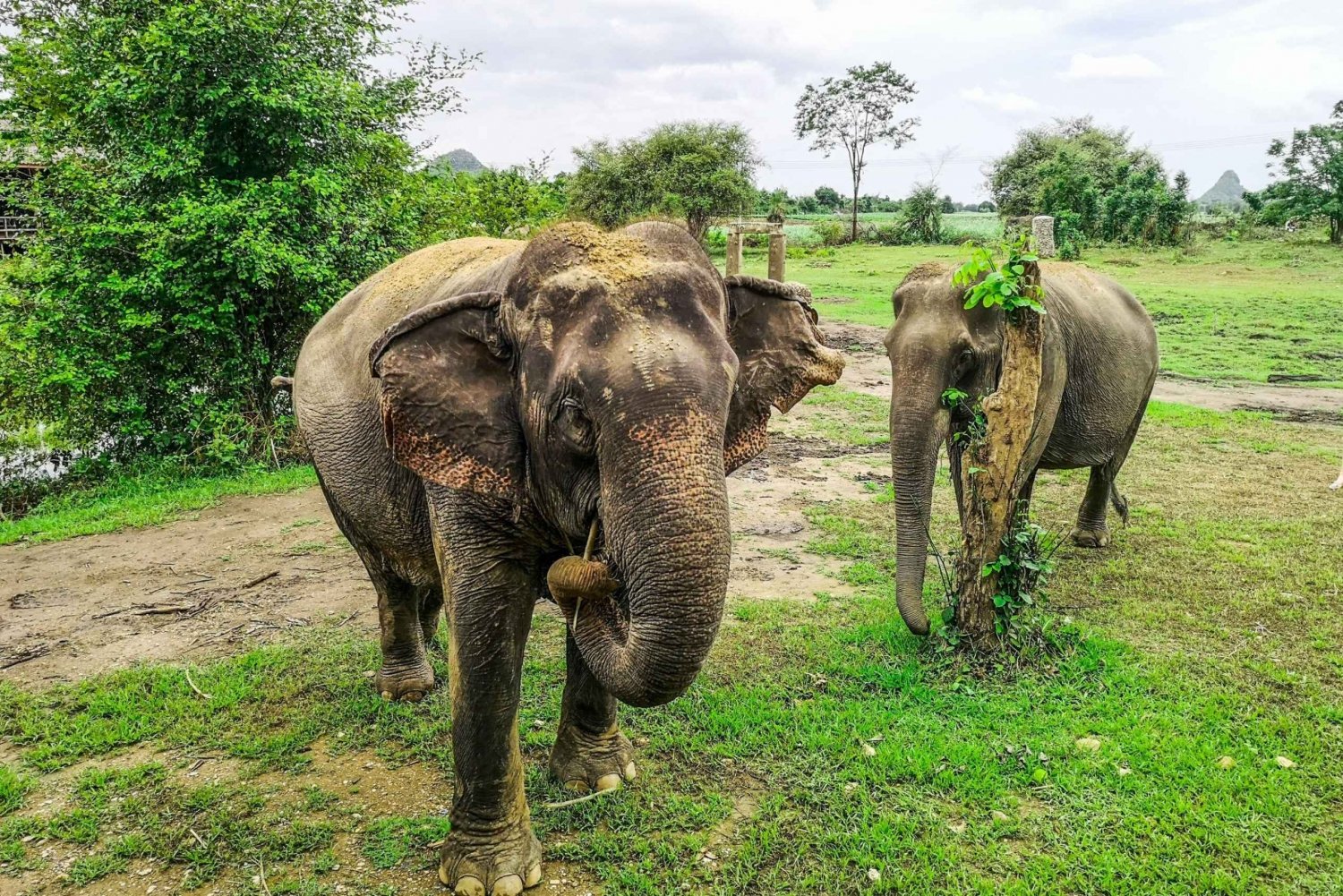 Bangkok: Elephant Sanctuary Visit & SUP on the River Kwai