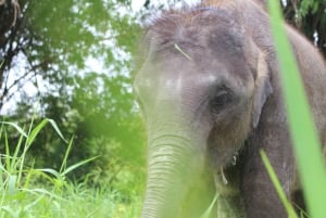 Bangkok: Guidet tur med etiske elefanter og transport til og fra hotellet