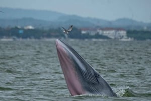 Bangkok Safari & Marine Park
