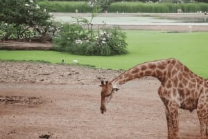 Bangkok: Tour privato per famiglie con safari e crociera con cena sul fiume