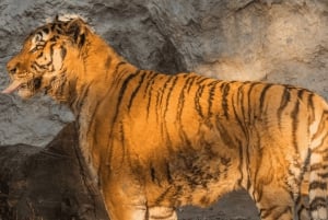 Bangkok: Private Family Tour to Safari & River Dinner Cruise