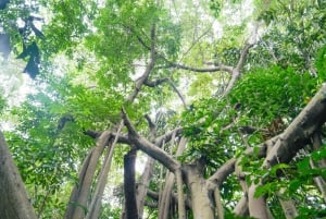 Bangkok Green Oasis Nature Bike Tour