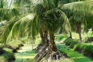 Bangkok Green Oasis Nature Bike Tour
