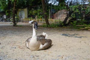 Bangkok Green Oasis Nature Bike Tour