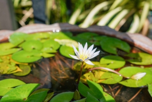 Bangkok Green Oasis Nature Bike Tour