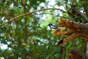 Bangkok Green Oasis Nature Bike Tour